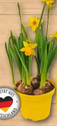 REWE Narzissen Tête à Tête Angebot