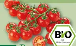 REWE Rewe Bio Mini Cherry Rispentomaten Angebot