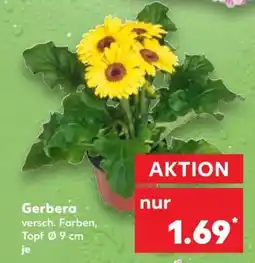Kaufland Gerbera Angebot