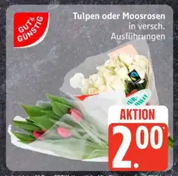Edeka Tulpen oder Moosrosen Angebot