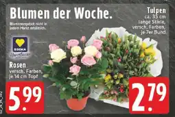 Edeka Rosen Angebot
