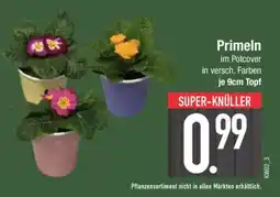Edeka Primeln im Potcover Angebot
