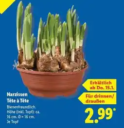 Lidl Narzissen „Tête à Tête“ Angebot