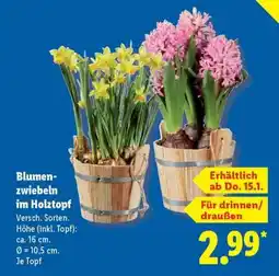 Lidl Blumenzwiebeln im Holztopf Angebot