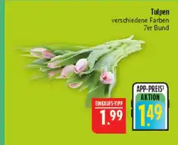 Marktkauf Tulpen Angebot