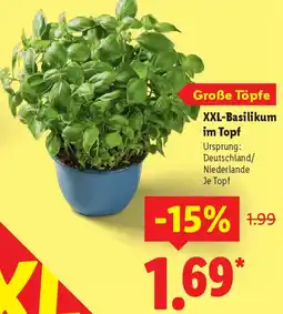 Lidl XXL-Basilikum im Topf Angebot