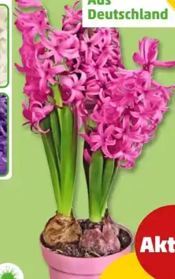 PENNY Hyazinthe Angebot