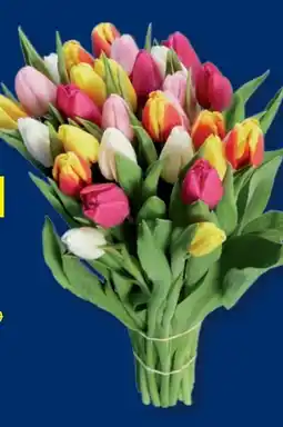 Lidl XXL Tulpenstrauß Angebot