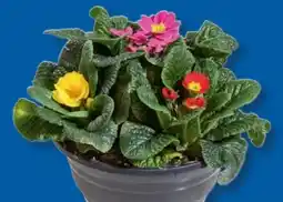 Lidl Frühlingsprimeln Primula Tricolor Angebot