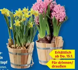 Lidl Blumenzwiebeln Angebot