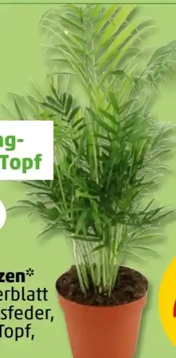 PENNY Grünpflanzen Angebot