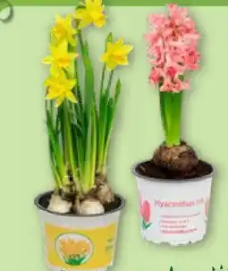 Aldi Nord Gardenline Hyazinthen Angebot