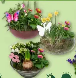 Aldi Nord Gardenline Bepflanzte Frühlingsschale Angebot