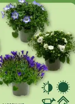 Aldi Nord Gardenline Campanula Angebot