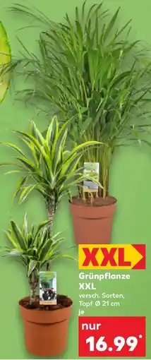 Kaufland Grünpflanze XXL Angebot