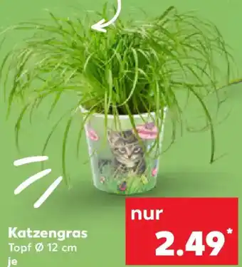 Kaufland Katzengras Angebot