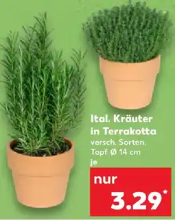 Kaufland Ital. Kräuter in Terrakotta Angebot