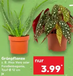Kaufland Grünpflanze Angebot