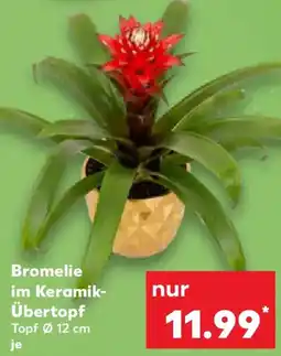 Kaufland Bromelie im Keramik Übertopf Angebot