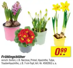 toom Baumarkt Frühlingsblüher Angebot