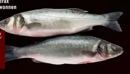 Handelshof Frischer Wolfsbarsch Angebot
