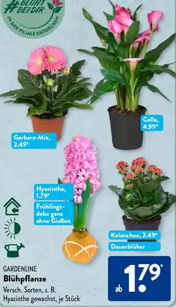 Aldi Süd GARDENLINE Blühpflanze Angebot