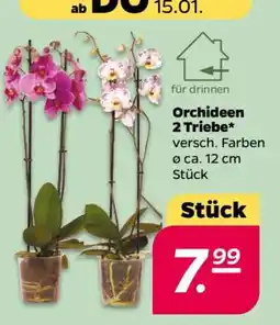 NETTO Orchideen 2 Triebe Angebot