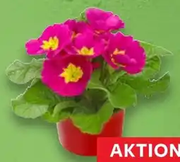 Kaufland Primeln Angebot