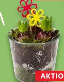 Kaufland Hyazinthe im Glas Angebot