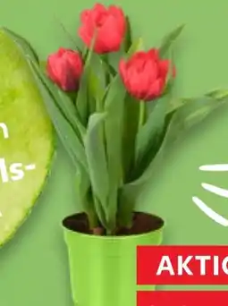 Kaufland Tulpen im Topf Angebot