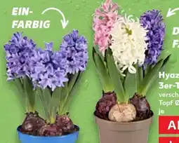 Kaufland Hyazinthe Angebot