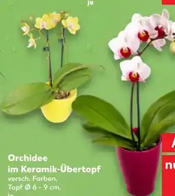 Kaufland Orchidee Angebot