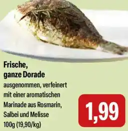 Feneberg Frische, ganze Dorade Angebot