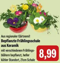 Feneberg Bepflanzte Frühlingsschale aus Keramik Angebot
