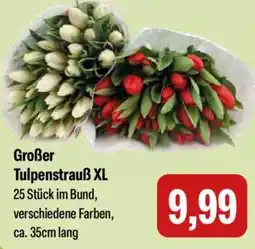 Feneberg Großer Tulpenstrauß XL Angebot