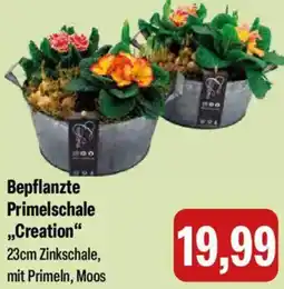 Feneberg Bepflanzte Primelschale ,,Creation" Angebot