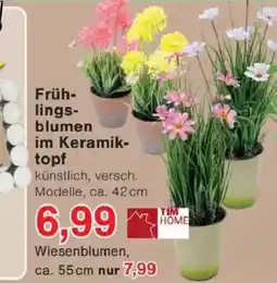 Jawoll TIM HOME Frühlingsblumen im Keramiktopf Angebot