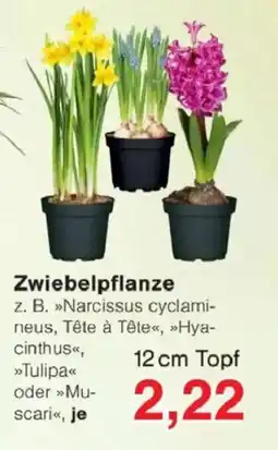 Jawoll Zwiebelpflanze Angebot