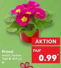 Kaufland Primel Angebot