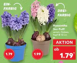 Kaufland Hyazinthe 3er-Tuff Angebot
