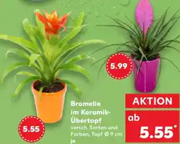 Kaufland Bromelie im Keramik- Übertopf Angebot