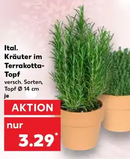 Kaufland Ital. Kräuter im Terrakotta- Topf Angebot