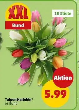 PENNY Tulpen Harlekin Angebot