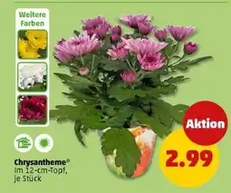 PENNY Chrysantheme Angebot