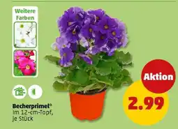 PENNY Becherprimel Angebot