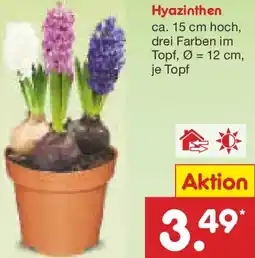 Netto Marken-Discount Hyazinthen Angebot