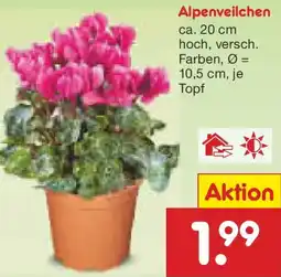 Netto Marken-Discount Alpenveilchen Angebot