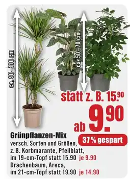 B1 Discount Baumarkt Grünpflanzen-Mix Angebot