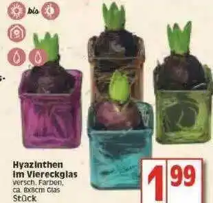 Edeka Hyazinthen Im Viereckglas Angebot