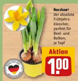 REWE Narzisse Angebot